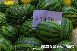 免费吃瓜群最新